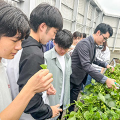 ホップの収穫の様子1