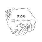 まめも Lycka succulent
