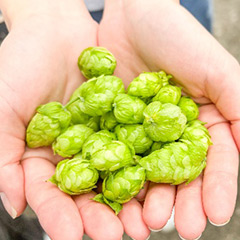 ホップの収穫の様子2