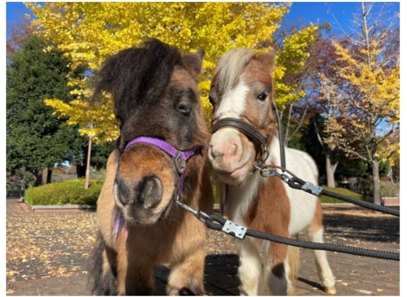 2026年の干支、馬（ポニー）さんと写真を撮ろう！